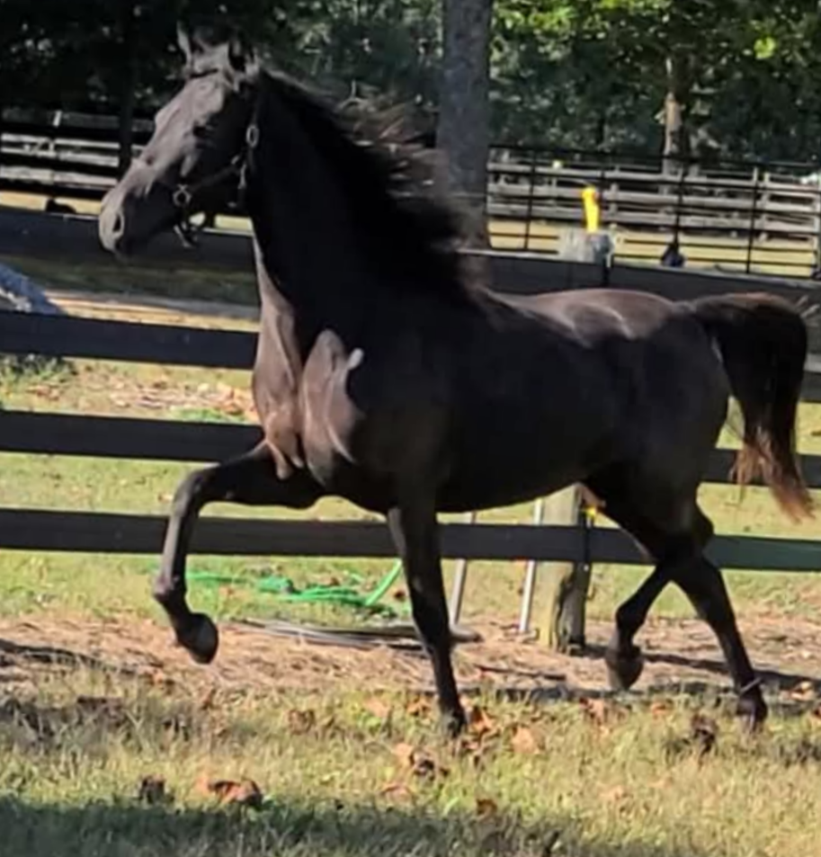 Photo of Radiance Raven